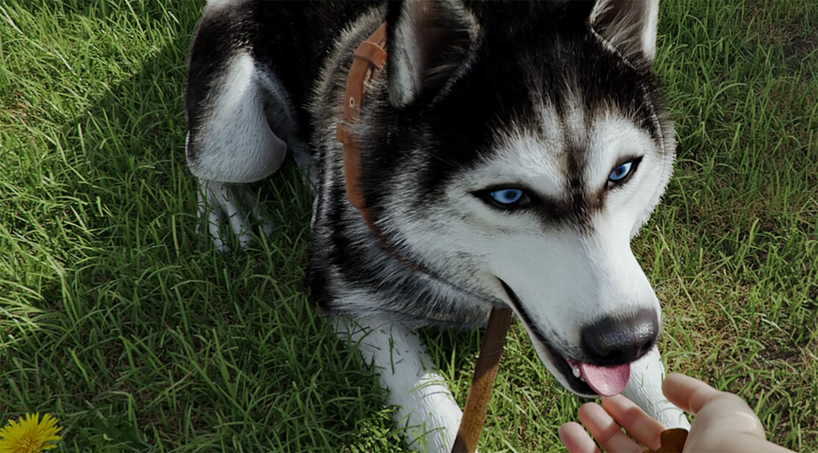 If you hire me to train your dog I’ll get soap in its eyes, pat it with a severed hand, and teach it to disembowel your enemies