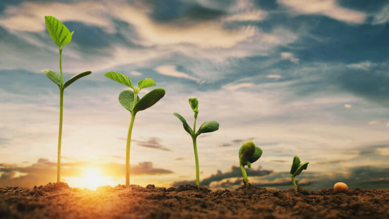 How AI and Robotics are Driving Agricultural Productivity and Sustainability