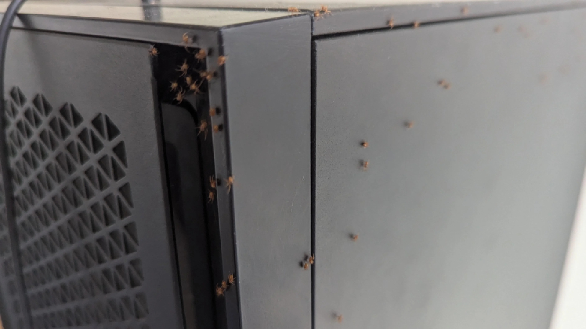 This redditor’s PC was overrun with ’50 to 100′ baby spiders and now my day is ruined