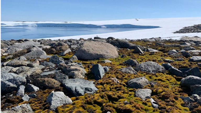 AI Investigates Antarctica’s Disappearing Moss to Uncover Climate Change Clues