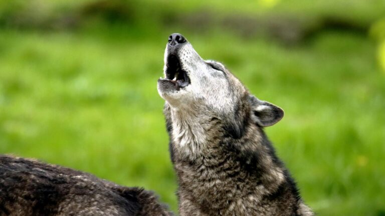 AI-Powered Devices Track Howls to Save Wolves