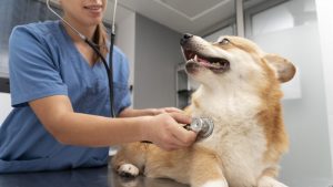 AI That ‘Hears’ Heart Disease May Help Vets Diagnose Dogs