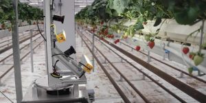 Taste of Success: Zordi Plants AI and Robotics to Grow Flavorful Strawberries Indoors