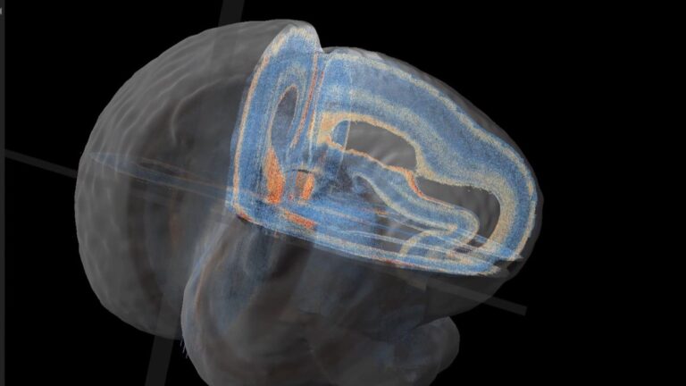 Advancing Neuroscience Research with Visual Question Answering and Multimodal Retrieval