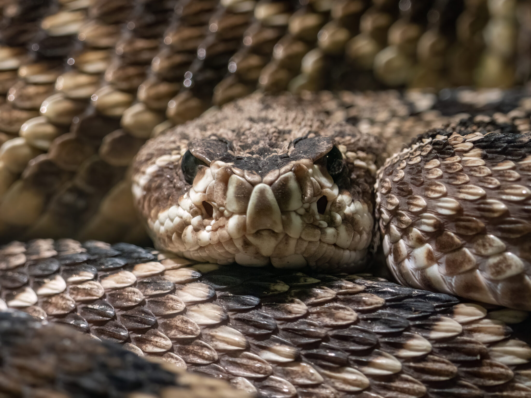 AI-Designed Proteins Take on Deadly Snake Venom