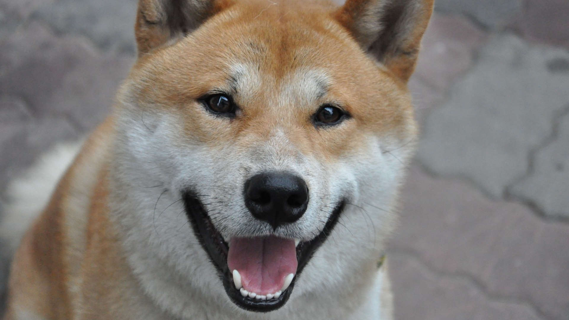 Gather around children, let me spin you the tale of NLRB whistleblower vs Musk’s DOGE. It has government espionage, a billionaire megalomaniac, Russian hackers, coverup conspiracies, and even blackmail by drone