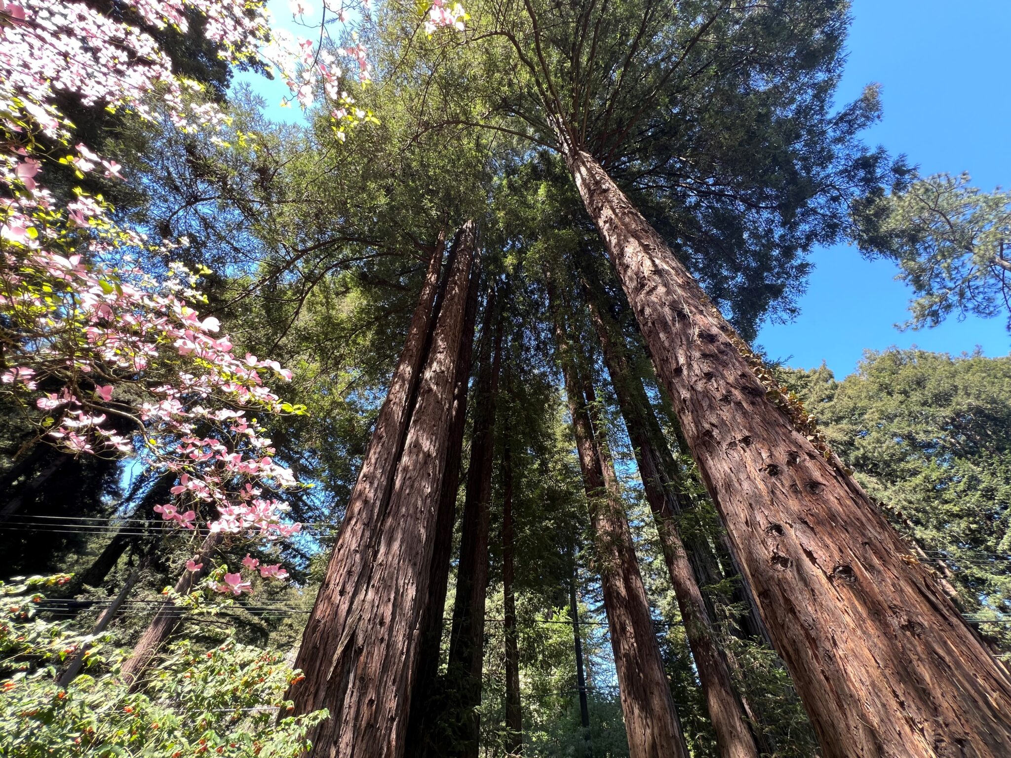 Keeping AI on the Planet: NVIDIA Technologies Make Every Day About Earth Day