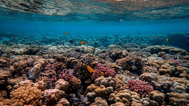 AI Brings Coral Reefs Into Focus