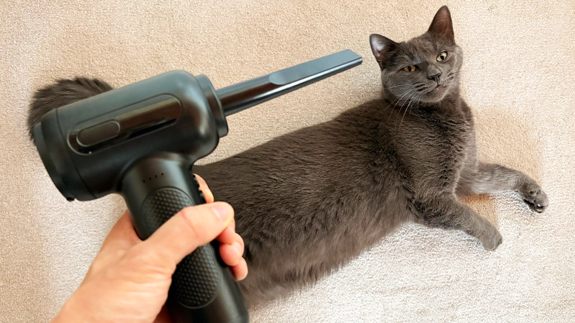 How I keep my PC and desktop clean with cuddly cats all around me: a $20 handheld air blower