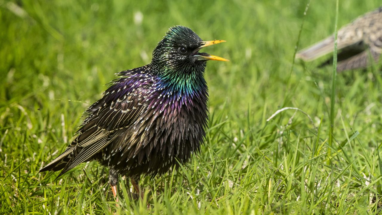 Great news: A guy saved an image file onto a live bird