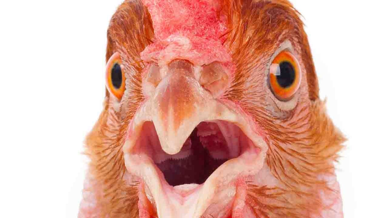 For 33 years, a ‘true story’ about the ‘the resonant frequency of a chicken’s skull cavity’ written in an MS-DOS help file has fueled an urban legend that a certain sound wavelength will make chicken heads explode
