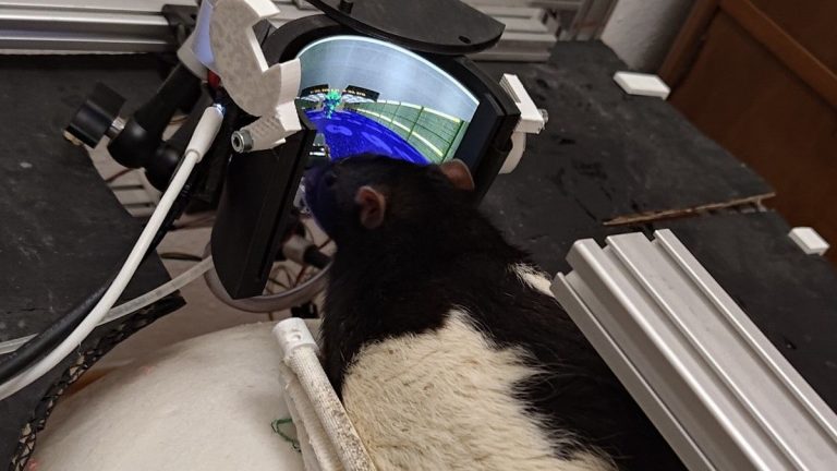 The Doom-playing rats are back, and now they’ve learned how to shoot