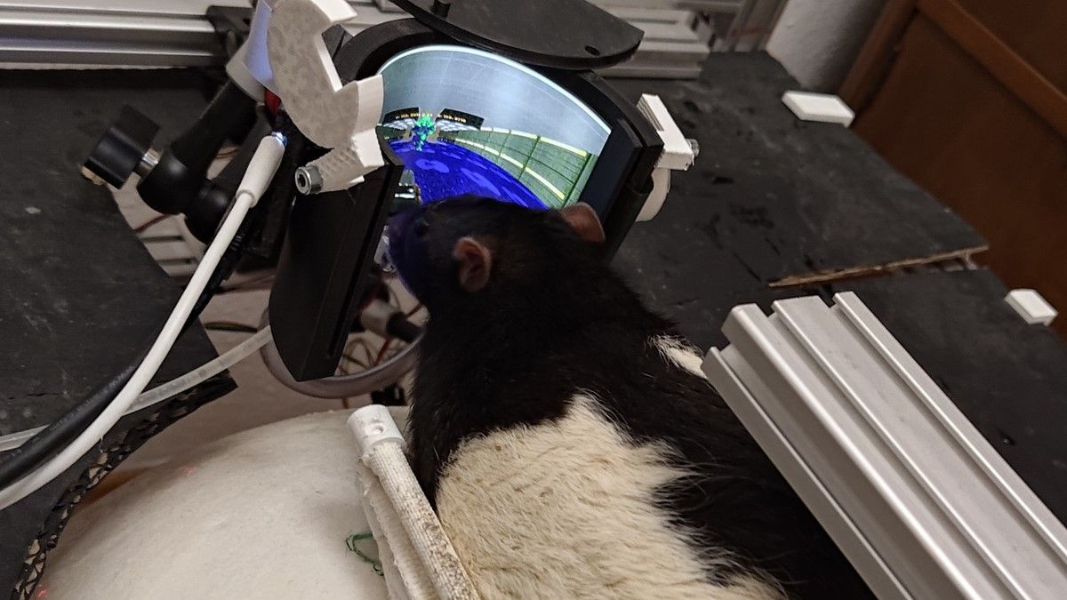 The Doom-playing rats are back, and now they’ve learned how to shoot