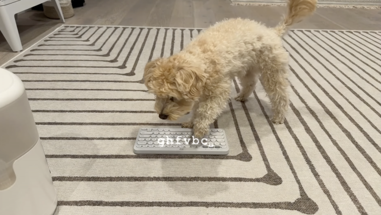 ‘I taught my dog to vibe code games’: Yup, someone actually managed to get Claude AI to code a game based on the keyboard inputs of a pooch