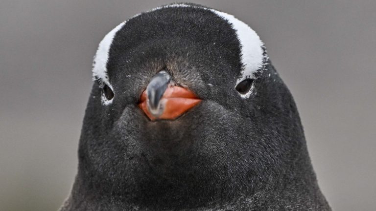 After Microsoft couldn’t keep its AI hands to itself, a notoriously complex Linux distro has started its long march away from GitHub