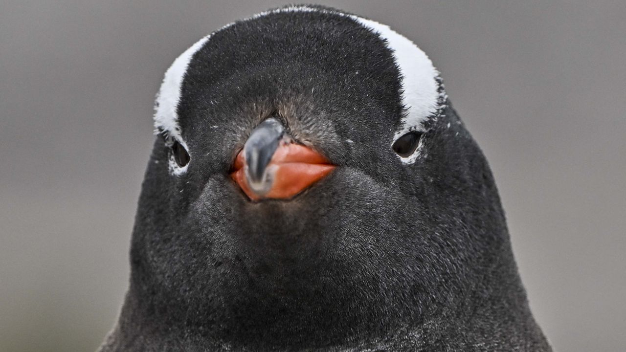 After Microsoft couldn’t keep its AI hands to itself, a notoriously complex Linux distro has started its long march away from GitHub