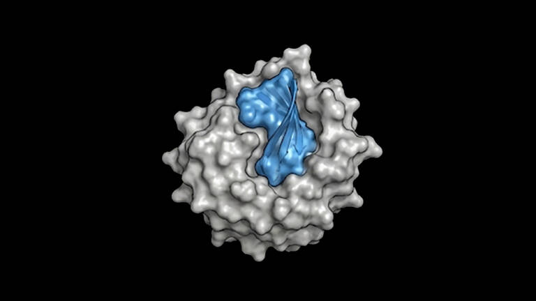 Designing Protein Binders Using the Generative Model Proteina-Complexa
